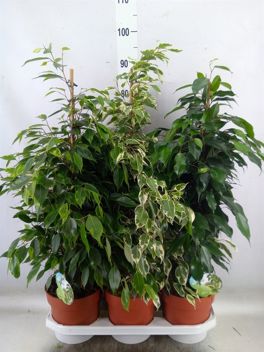 <h4>Ficus benja.   ...mix</h4>