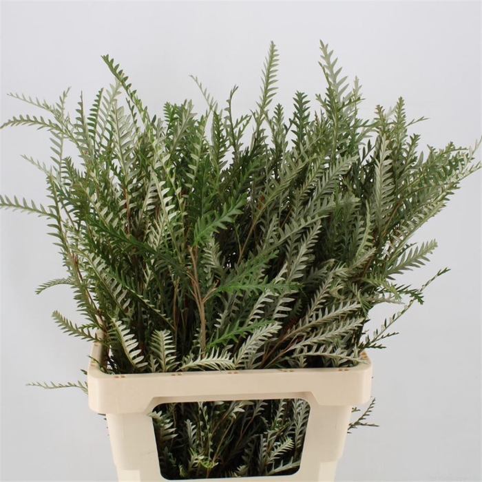 <h4>Grevillea  'Ivanhoe Bronze'</h4>