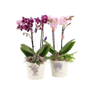 21702: Lovess arrangement