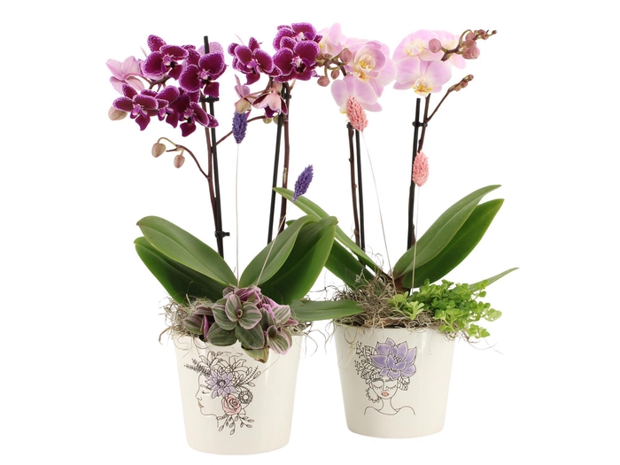 <h4>21702: Lovess arrangement</h4>