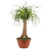 Beaucarnea recht 25 cm schaal