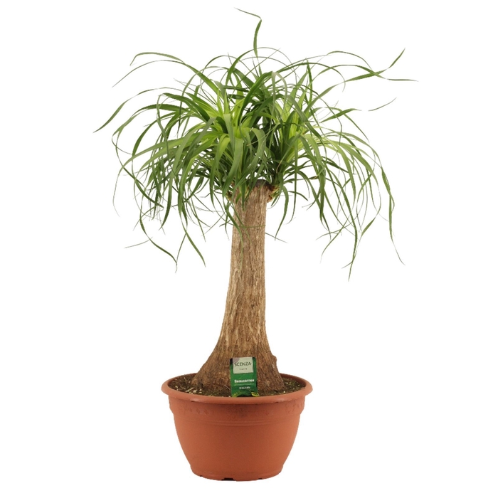 Beaucarnea recht 25 cm schaal