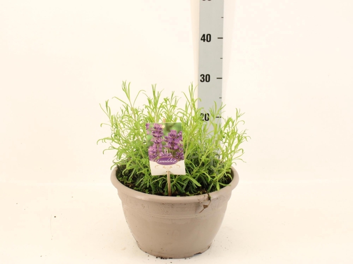 <h4>LAVAN ANGUSTIFOLIA</h4>