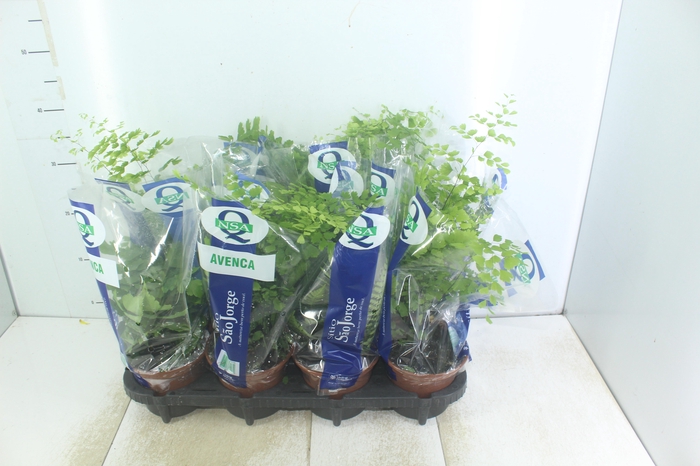 <h4>AVENCA VARIADA P15</h4>