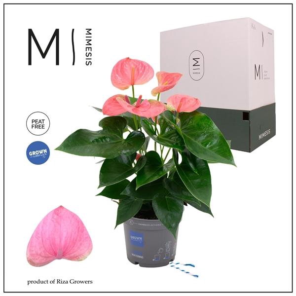 <h4>Mimesis Anthurium KARMA Pink - 12cm</h4>
