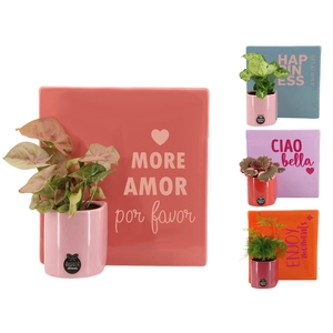 22010: Lovess arrangement