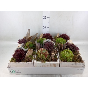 Arr.  Sempervivum L%