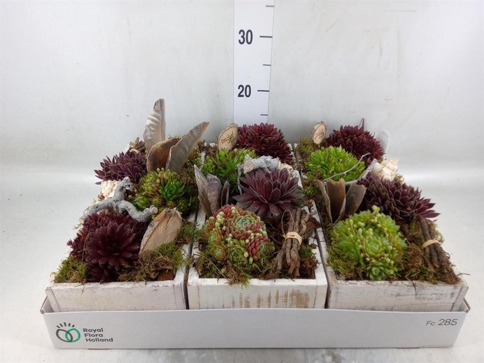 <h4>Arr.  Sempervivum L%</h4>