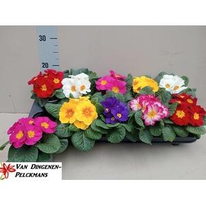 PRIM ACAULIS GEMENGD