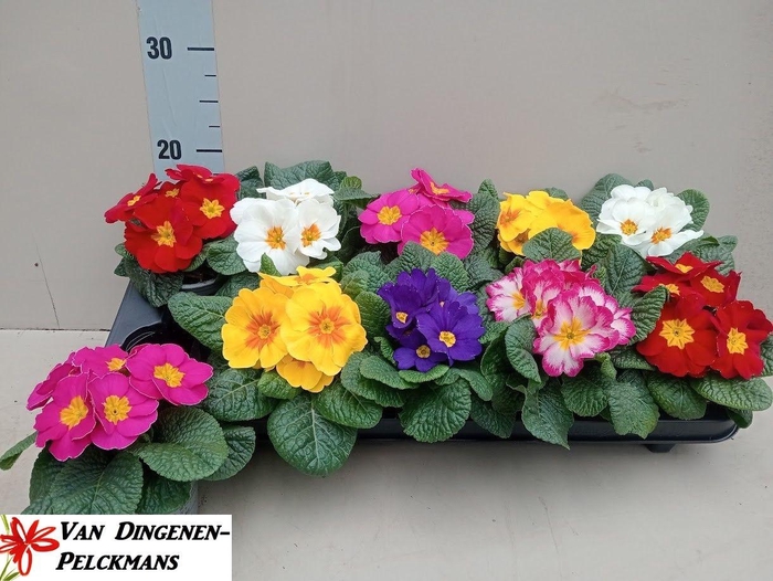 <h4>PRIM ACAULIS GEMENGD</h4>