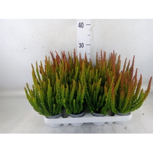 Calluna vulg. 'Skyline Barcelona'