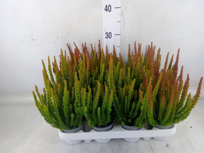 <h4>Calluna vulg. 'Skyline Barcelona'</h4>