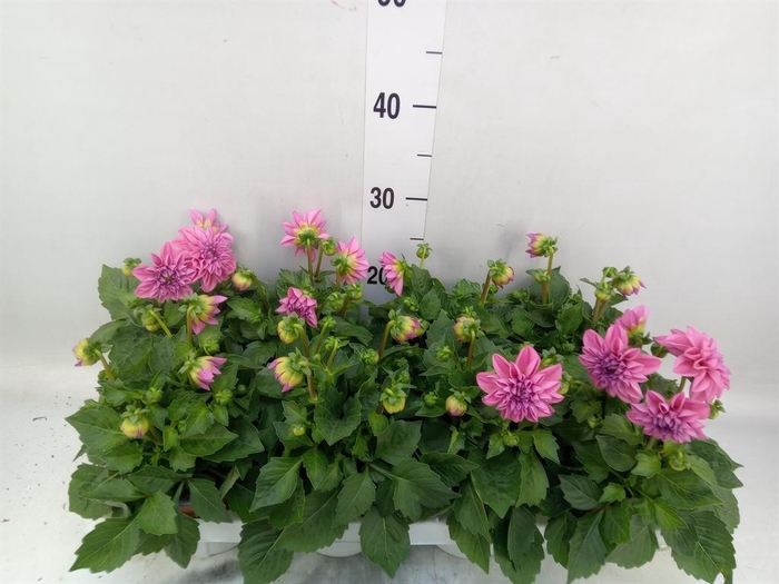 <h4>Dahlia  'Dahlietta Emily'</h4>