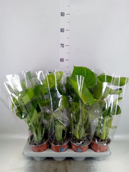 <h4>Monstera delic.</h4>
