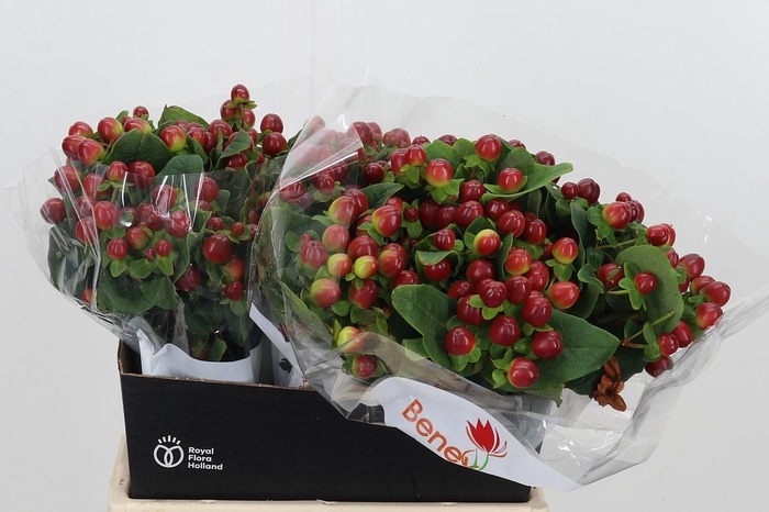 <h4>Hyp Mag Seasons</h4>