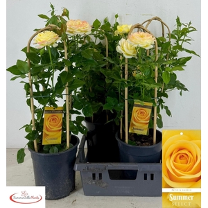 ROSA FL SUM SELECT
