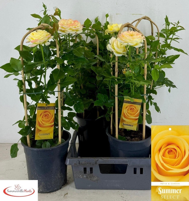 <h4>ROSA FL SUM SELECT</h4>