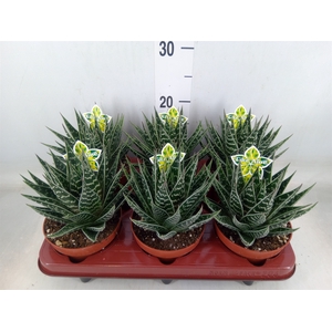 Aloe aristata 'Tiki Tahi'