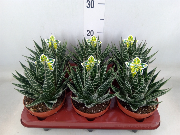 <h4>Aloe aristata 'Tiki Tahi'</h4>