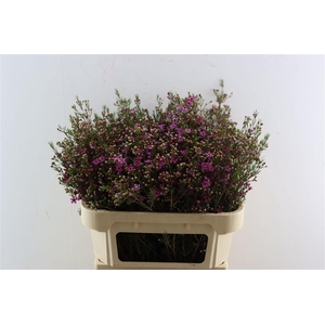 Chame Purple Rotem