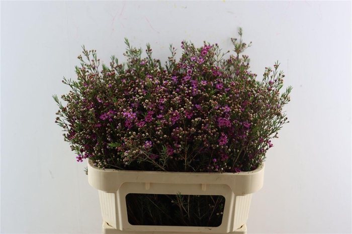 <h4>Chame Purple Rotem</h4>