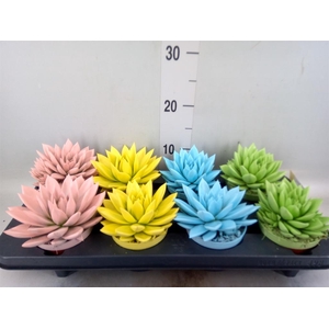 Echeveria  'Miranda'