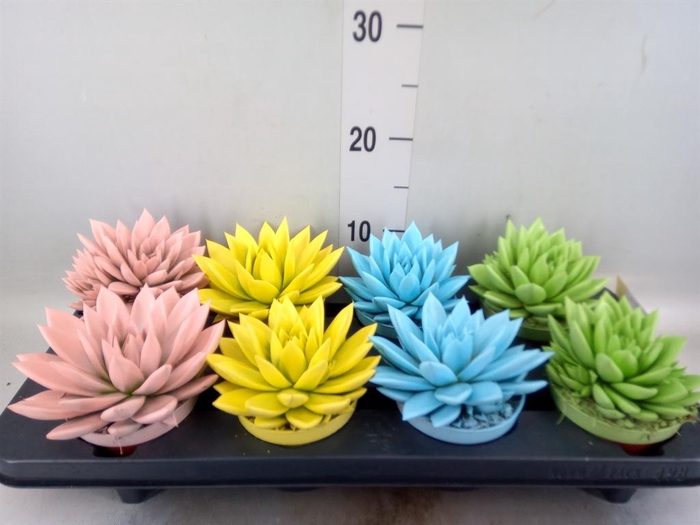 <h4>Echeveria  'Miranda'</h4>