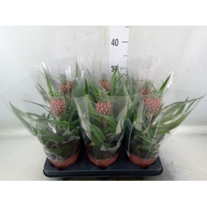 Ananas  'Rosita'