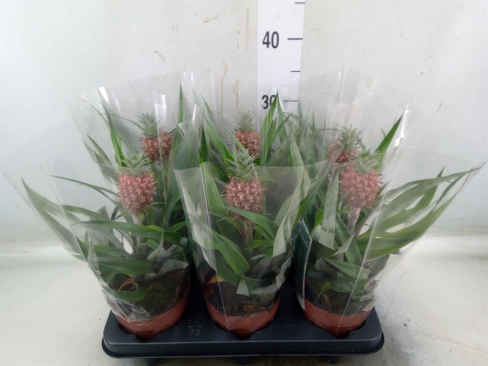 <h4>Ananas  'Rosita'</h4>
