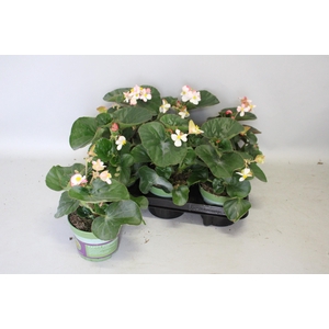 Begonia braveheart Berose