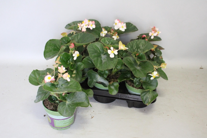 <h4>Begonia braveheart Berose</h4>