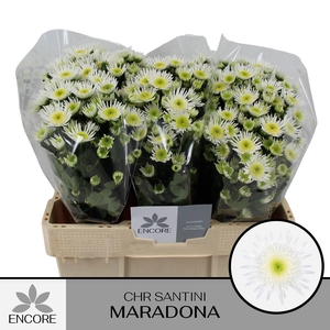 CHR S MARADONA