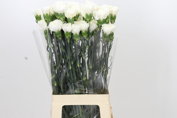 <h4>Dianthus St Moonlight</h4>