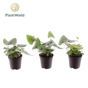 Hemionitis arifolia mini