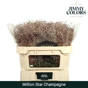 Gyps Million Star L70 Metallic Champagne