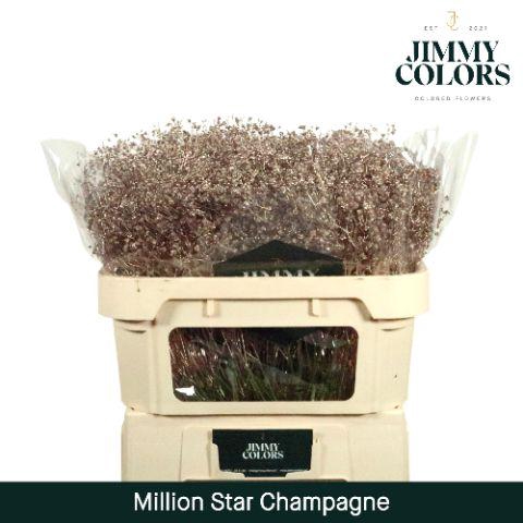 <h4>Gyps Million Star L70 Metallic Champagne</h4>