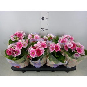 Primula obcon. 'Touch Me Red White'