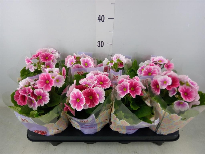 <h4>Primula obcon. 'Touch Me Red White'</h4>