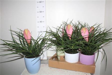 <h4>Arr Kamerpl Till Anita Xl In Keramiek Pot</h4>