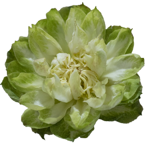 R GR VEGGIE