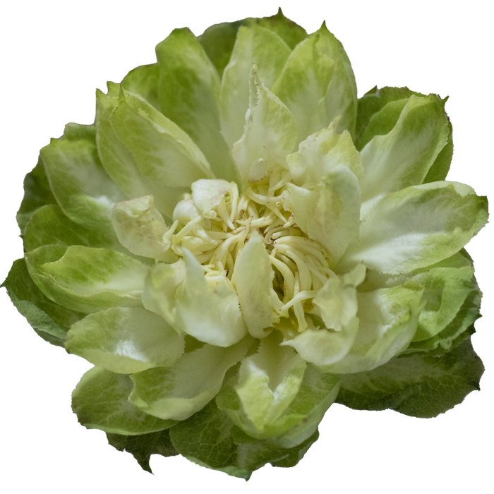 <h4>R GR VEGGIE Tessa</h4>