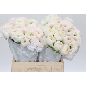 Ranunculus Clooney Hanoi