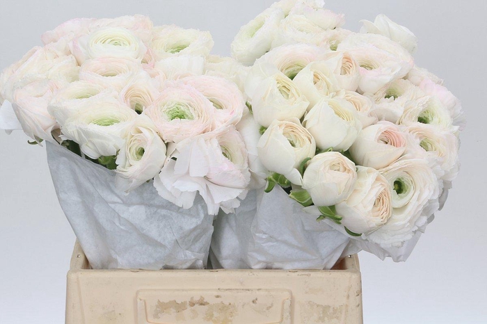 <h4>Ranunculus Clooney Hanoi</h4>