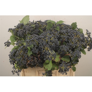Viburnum  'Dark Blue Hermania'