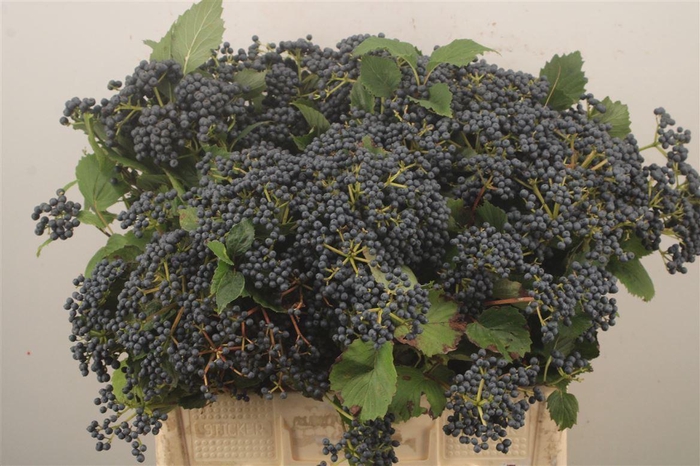 <h4>Viburnum 'Dark Blue Hermania'</h4>