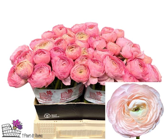 <h4>Ran Clone Venere</h4>