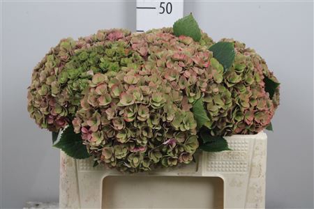 Hydr Cl M Roy Anasta