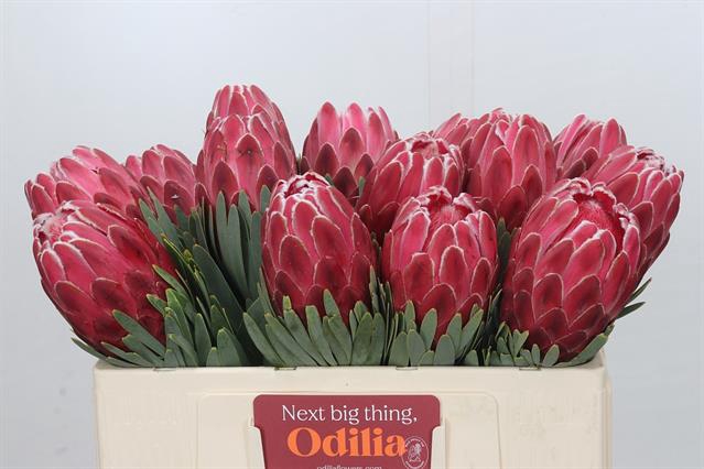 <h4>PROTEA VENUS</h4>