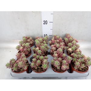 Sedum rubrotinctum 'Aurora'
