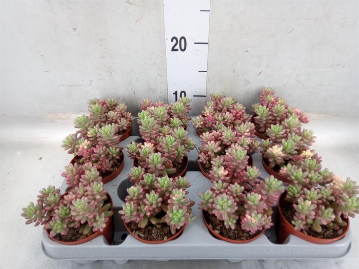 <h4>Sedum rubrotinctum 'Aurora'</h4>